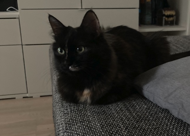 lilith Lilith, die Katze von Nadine