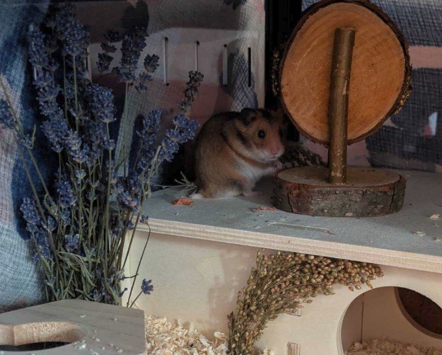 hammy Hammy, der Hamster von Markus