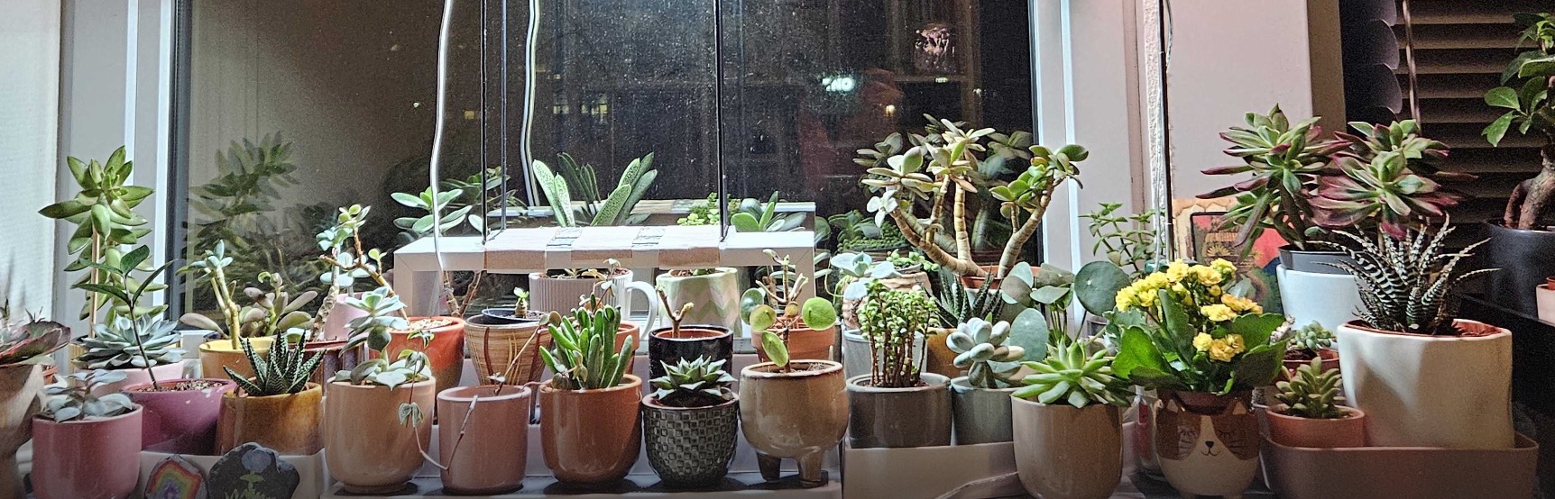 pflanzensammlung Anastasias Pflanzensammlung